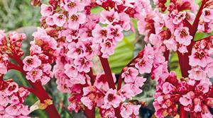 Eden’s Magic Giant: noted for its attractive mid-pink flowers on deep-red stems for many weeks in spring as well as large crumpled leaves - credit all images: Floramedia